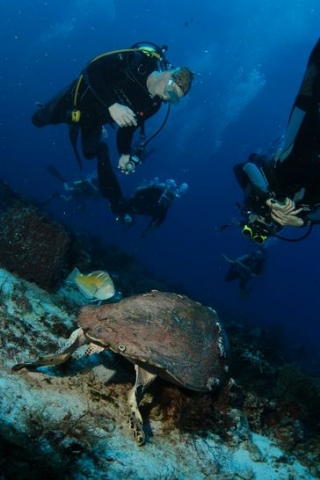 Bueceo playa del carmen